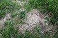 Laying grass seed down on bare grass patches Royalty Free Stock Photo