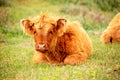 Single Scottish highlander calf on the dutch island of texel Royalty Free Stock Photo