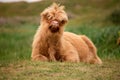 Single Scottish highlander calf on the dutch island of texel Royalty Free Stock Photo