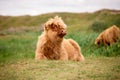 Single Scottish highlander calf on the dutch island of texel Royalty Free Stock Photo