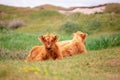 Two Scottish highlander calfs on the dutch island of texel Royalty Free Stock Photo