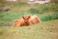 Two Scottish highlander calfs on the dutch island of texel Royalty Free Stock Photo