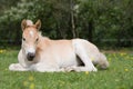 Laying haflinger pony foal Royalty Free Stock Photo