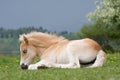 Laying haflinger pony foal Royalty Free Stock Photo