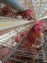 laying hen farm, chicken eggs ready to be harvested Royalty Free Stock Photo