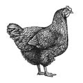 Laying hen sketch. Farm chicken breeding in vintage engraving style. Vector illustration Royalty Free Stock Photo