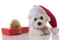 Laying maltese dog wearing Christmas hat with gift box ,isolated Royalty Free Stock Photo