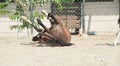 Laying Marwari mare in paddock