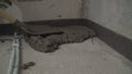 Laying the mortar on a concrete floor. The worker levels the floor with a shovel. A worker is laying a new floor in the apartment