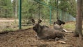 Pair of young mooses at corral