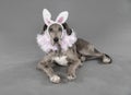 Laying puppy in ballerina Easter costume Royalty Free Stock Photo