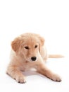 Laying Puppy Golden Retriever