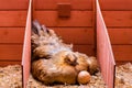Laying red hen incubating eggs inside his cage Royalty Free Stock Photo