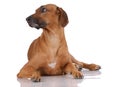 Laying Rhodesian Ridgeback Royalty Free Stock Photo