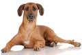 Laying Rhodesian Ridgeback Royalty Free Stock Photo