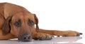 Laying Rhodesian Ridgeback Royalty Free Stock Photo