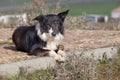 Laying sheepdog border collie Royalty Free Stock Photo