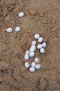 laying of soft white lizard eggs in the sand Royalty Free Stock Photo