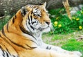 Laying tiger Royalty Free Stock Photo
