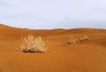 A dry shrub laying on sand of desert Royalty Free Stock Photo