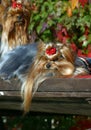 Laying Yorkshire terrier dog