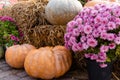 layout autumn flowers pumpkins on straw harvest holiday halloween