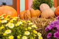 layout autumn flowers pumpkins on straw harvest holiday halloween