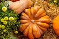 layout autumn flowers pumpkins on straw harvest holiday halloween