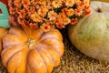 layout autumn flowers pumpkins on straw harvest holiday halloween