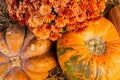 layout autumn flowers pumpkins on straw harvest holiday halloween