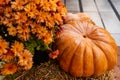 layout autumn flowers pumpkins on straw harvest holiday halloween