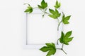 layout with green leaves of hop. white frame. Isolated on white. Top view or flat lay.