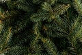 Layout made of Christmas tree branches. Nature New Year concept. Royalty Free Stock Photo