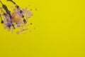Layout on a yellow background. Lavender, purple bath salt, shell. Place text. Space copy.