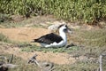 A Laysan Albatros