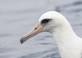 Laysan Albatros, Phoebastria immutabilis