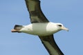 Laysan Albatross