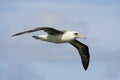 Laysan Albatross