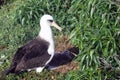 Laysan Albatross with chick in shadow