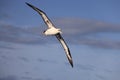 Laysan albatross in Japan