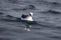 Laysan albatross in Japan