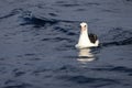 Laysan albatross in Japan