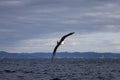 Laysan albatross in Japan