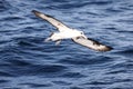 Laysan albatross in Japan