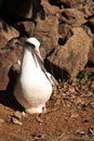Laysan Albatross with Egg