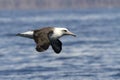 Laysan albatross that flies over the waters