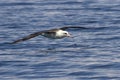 Laysan albatross that flies over the waters