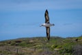 Laysan albatross, flying in the blue sky with its wings wide open