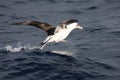 Laysan albatross in Japan