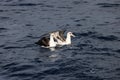 Laysan albatross in Japan